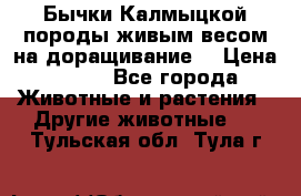 Бычки Калмыцкой породы живым весом на доращивание. › Цена ­ 135 - Все города Животные и растения » Другие животные   . Тульская обл.,Тула г.